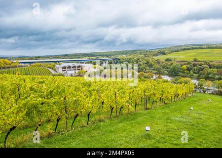 Vista sui vigneti della Mosella da Schengen, Lussemburgo, verso il ponte autostradale della A8, di fronte al residence Les Jardins de Foto Stock