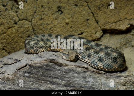 Vipera cornuta sahariana (Cerastes cerastes), casa Nord Africa, Arabia, prigioniero, Germania Foto Stock