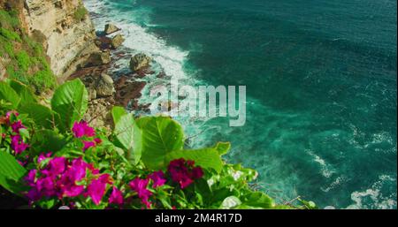 Coloratissima spiaggia fiorita del Tempio di Uluwatu Bali Island Indonesia. I fiori di cremisi rosa luminosi crescono sul bordo della scogliera dell'oceano azzurro. Incredibile Foto Stock