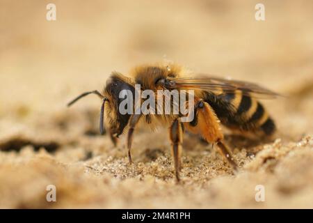 Primo piano naturale su un'ape da miniera femminile con zampe gialle, Andrena Flavipes, seduta a terra Foto Stock