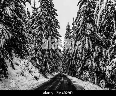 un colpo in scala di grigi di pini innevati Foto Stock