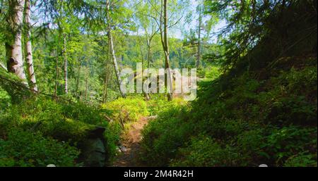 Strada stretta nella foresta boschiva incantata. Foglie verdi di cespugli. Vento leggero, aria fresca e pulita. Paesaggio tranquillo e tranquillo. I raggi del sole si rompono Foto Stock