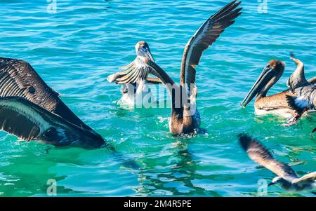 Pellicani e uccelli gabbiani combattono sul cibo a Zicatela Puerto Escondido Oaxaca Messico. Foto Stock