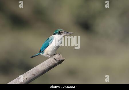 Il Martin pescatore delle mangrovie è un Martin pescatore di medie dimensioni appartenente alla sottofamiglia Halcioninae, il Martin pescatore degli alberi. Foto Stock