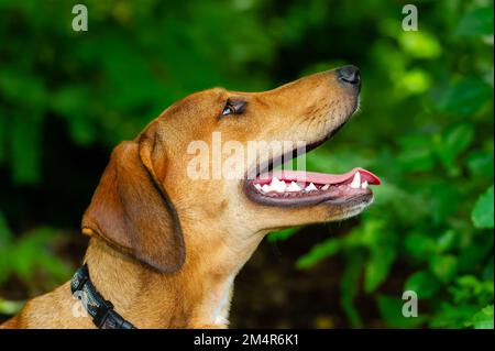Un cane felice è in natura con bocca aperta e lingua fuori in natura Foto Stock