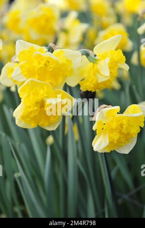 Colletto giallo Spalato-Corona narcisi (Narcissus) Gele Printal fiorisce in un giardino ad aprile Foto Stock