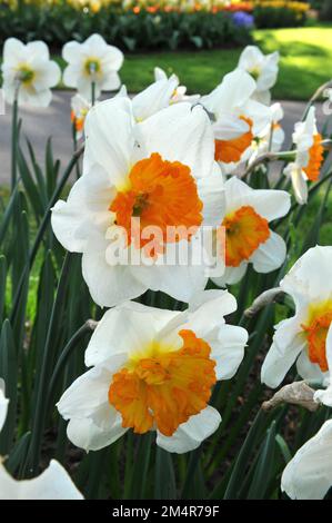 I narcisi bianchi e arancioni (Narciso), in aprile, fioriscono i giganti delicati in un giardino Foto Stock