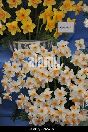 Un bouquet di tazetta daffodile bianche e arancioni (Narciso) Geranium in una mostra a maggio Foto Stock