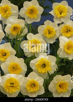 Un bouquet di narcisi gialli e bianchi (Narcissus) Gouache in una mostra a maggio Foto Stock