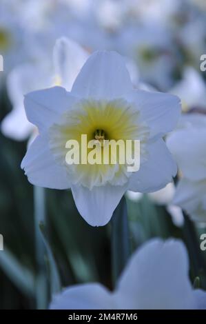 In aprile, in un giardino fioriscono i narcisi bianchi e gialli (Narcissus) Foto Stock