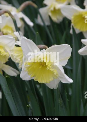 I narcisi bianchi e gialli (Narcissus) fioriscono in un giardino a marzo Foto Stock