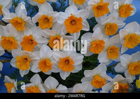 Un bouquet di narcisi bianchi e arancioni (Narcissus) Johann Strauss in una mostra a maggio Foto Stock