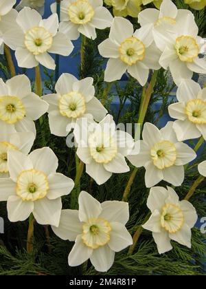 Un bouquet di narcisi bianchi e gialli (Narcissus) Manon Lescaut in una mostra a maggio Foto Stock