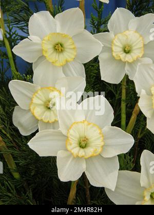 Un bouquet di narcisi bianchi e gialli (Narcissus) Manon Lescaut in una mostra a maggio Foto Stock