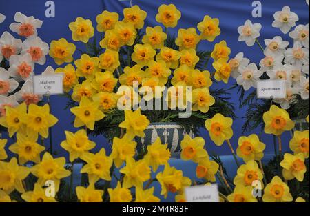 Un bouquet di narcisi gialli grandi (Narcissus) Mirar in una mostra a maggio Foto Stock