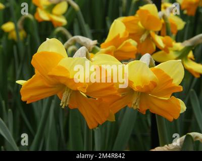 I narcisi con colletto diviso arancione e giallo (Narcissus) il drago fioriscono in un giardino a marzo Foto Stock