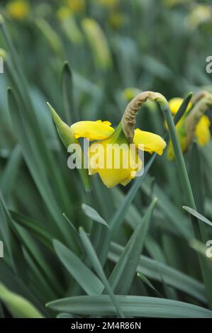 Narcisi gialli a collo diviso (Narcissus) la tavolozza fiorisce in un giardino ad aprile Foto Stock