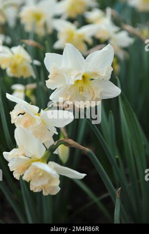 I narcisi bianchi e rosa a collo diviso (Narcissus) Palmares fioriscono in un giardino ad aprile Foto Stock