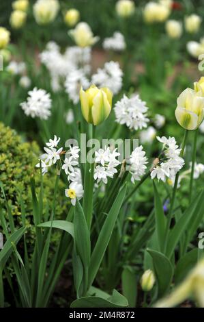 I narcisi di specie bianche di carta (Narcissus papyraceus) fioriscono in un giardino in aprile Foto Stock