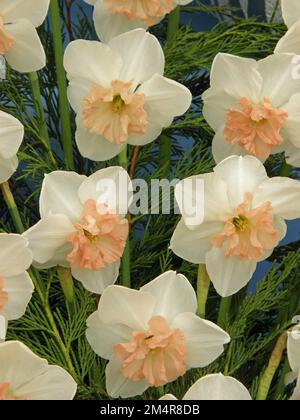 Un bouquet di narcisi bianchi e rosa (Narcissus) precoci in una mostra a maggio Foto Stock