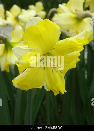 Narcisi gialli a collo diviso (Narcissus) graziosi in fiore giallo in un giardino a marzo Foto Stock