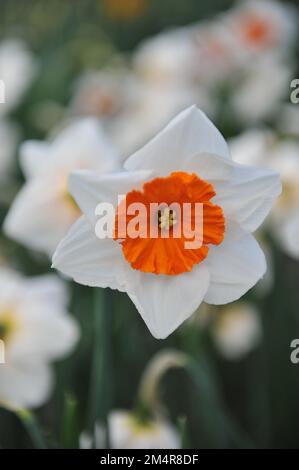 I narcisi bianchi e arancioni (Narcissus) il professor Einstein fioriscono in un giardino ad aprile Foto Stock