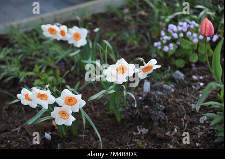 I narcisi bianchi e arancioni (Narcissus) il professor Einstein fioriscono in un giardino ad aprile Foto Stock