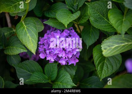 Fiori di Hydrangea macrophylla. Primo piano. Obiettivo ART. Bokeh vortice. Concentratevi sul centro. Foto Stock