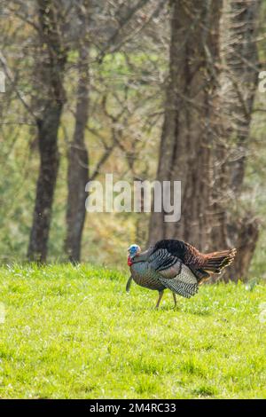 Un tacchino gobbler che si strutting nella luce del mattino presto. Foto Stock