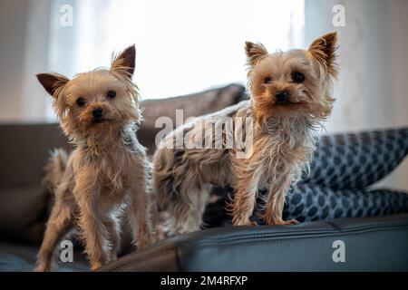 Due piccoli cani Yorkshir Terrier sono uno dei posti sul divano. Foto di alta qualità Foto Stock