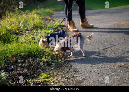 due cani con giacche vanno per una passeggiata con una donna sullo sfondo con tacchi alti. Foto Stock