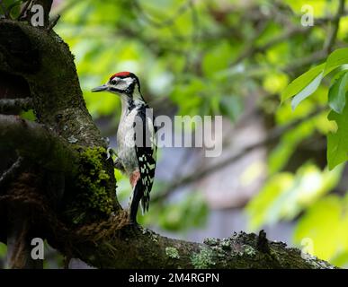 Grande picchio macchiato sull'albero. Sfondo naturale sfocato Foto Stock