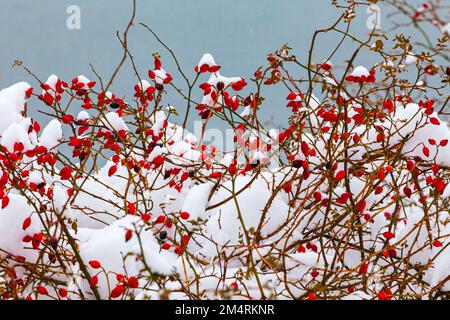 Red Rose fianchi su un fondo d'acqua in Steveston British Columbia Canada Foto Stock