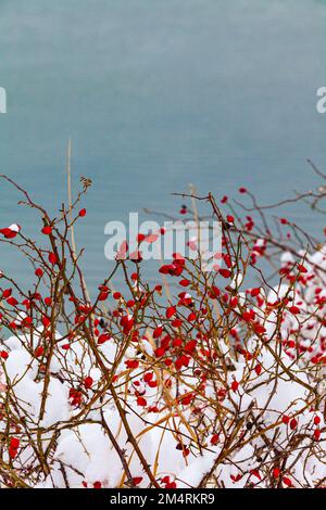 Red Rose fianchi su un fondo d'acqua in Steveston British Columbia Canada Foto Stock