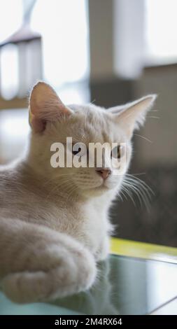 un gatto di singapore che è messo a fuoco sulla macchina fotografica Foto Stock