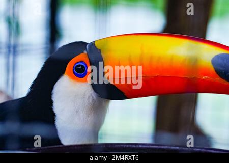 Primo piano del simpatico e colorato uccello tropicale Toco Toucan a Surabaya Foto Stock