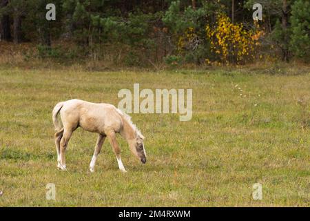 Palomino pascolo di fume nel campo. Foto di alta qualità Foto Stock