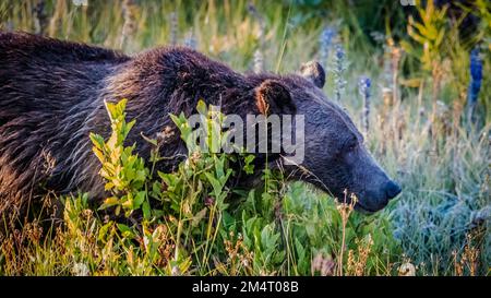 L'orso grizzly (Ursus arctos horribilis) vagando tra piante verdi in cerca di cibo in una foresta Foto Stock