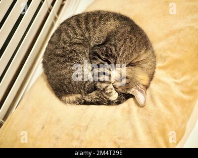Morphy il gatto di tabby Foto Stock