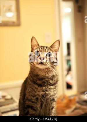 Morphy il gatto di tabby Foto Stock