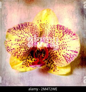 Orchird testurizzato Foto Stock