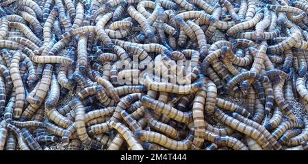 Mealworm for Fish Feed è High Protein Foto Stock