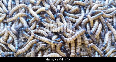 Mealworm for Fish Feed è High Protein Foto Stock