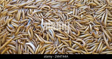 Mealworm for Fish Feed è High Protein Foto Stock