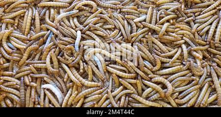 Mealworm for Fish Feed è High Protein Foto Stock