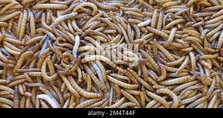 Mealworm for Fish Feed è High Protein Foto Stock