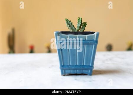 Stapelia orbea piccola pianta in contenitore decorativo Foto Stock