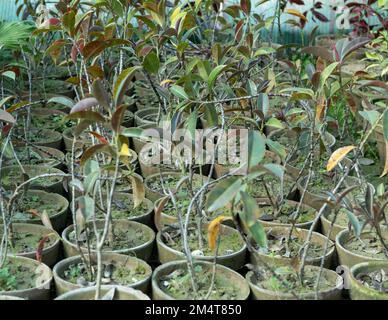 alberi da frutto jamun in un vivaio di piante Foto Stock