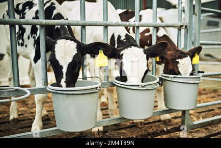 Amano il latte. tre vitelli che bevono latte da secchi in una fattoria casearia. Foto Stock