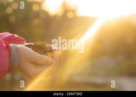 mano con castagno verde aperto al sole al tramonto, natura autunnale Foto Stock